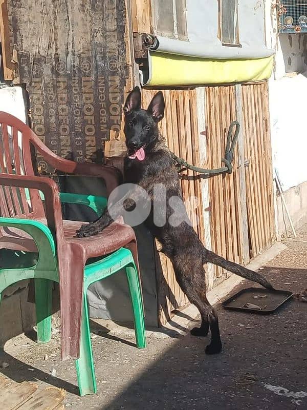 dutch shepard and malinous 6