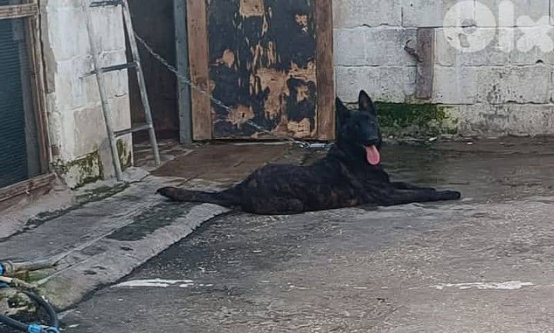 dutch shepard and malinous 7