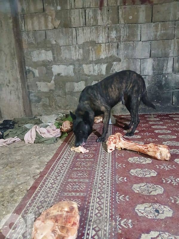 dutch shepard and malinous 8