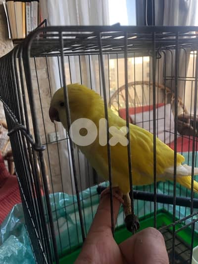 latino red eye quakker (male)