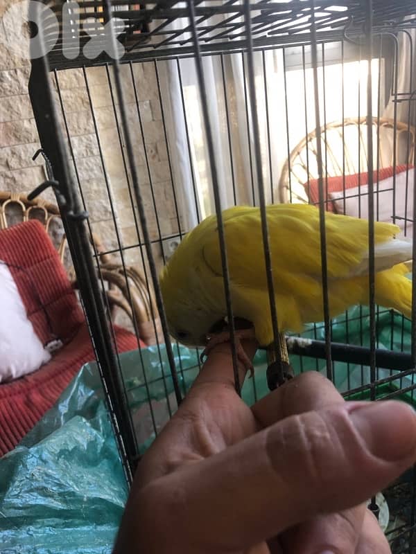latino red eye quakker (male) 1