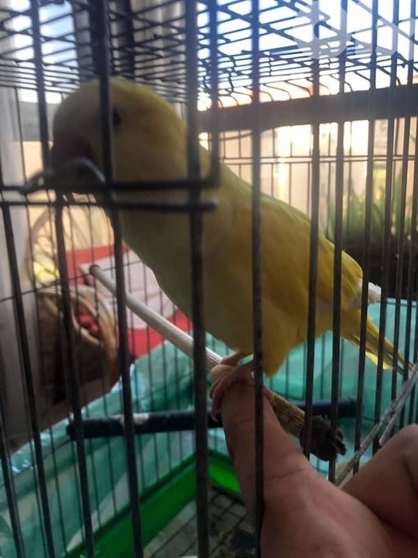 latino red eye quakker (male) 2