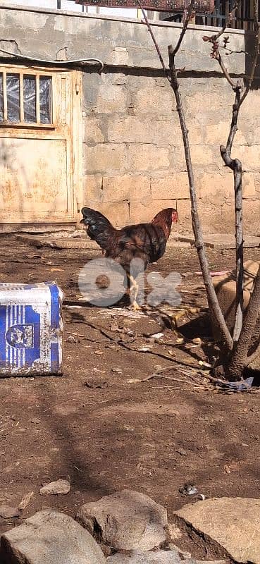 ديوك للبيع لي بهمو امر