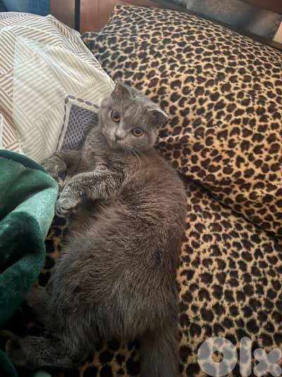 female cat /انثى طالبة تزاوج