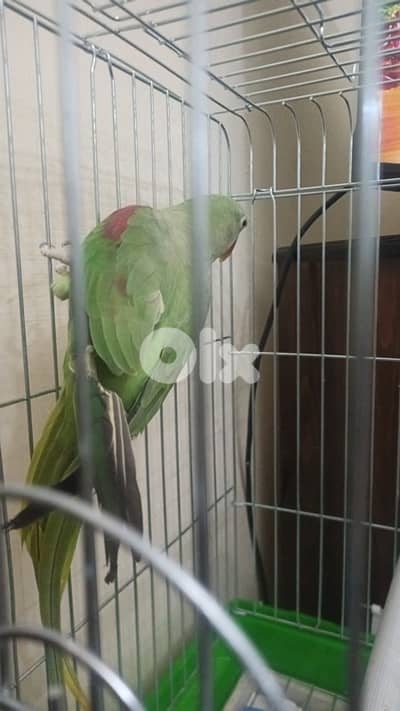 ببغاء كاسكو افريقي