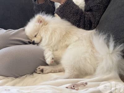 pomeranian Vaccinated 4 months