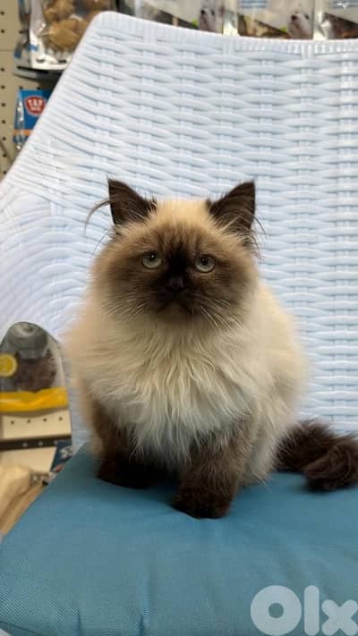 Himalayan cat 2 months female