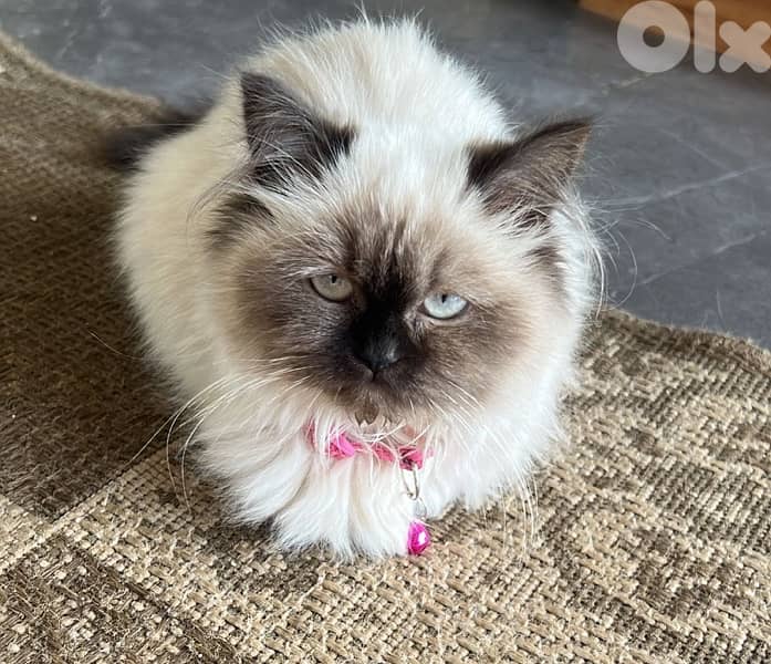 Himalayan cat 2 months female 1