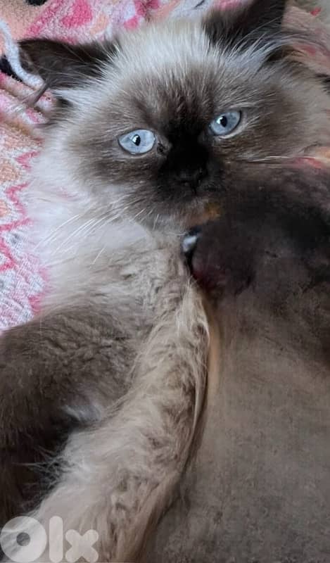 Himalayan cat 2 months female 2