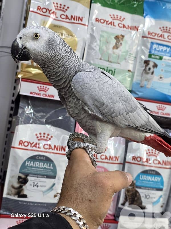 kasko parrot 1