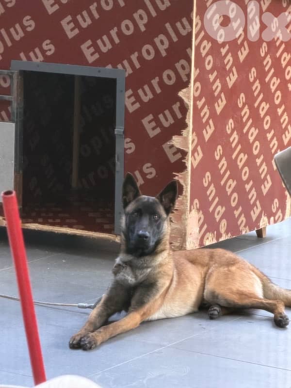 Belgian malinois 1