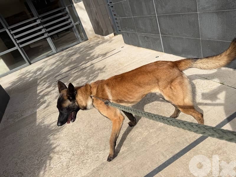 Belgian malinois 2