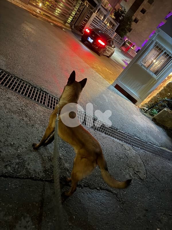 Belgian malinois 3