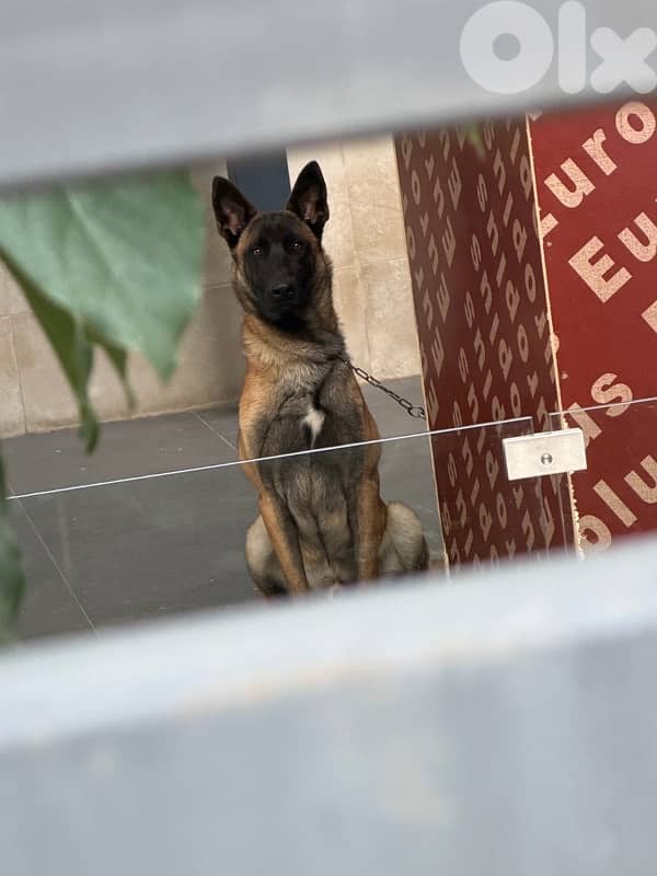 Belgian malinois 4