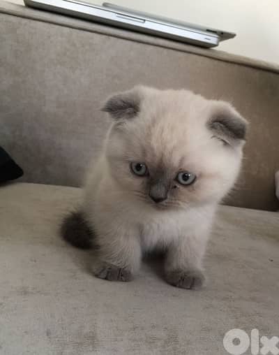 scottish fold blue point