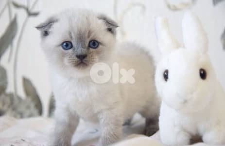 scottish fold blue point kitten