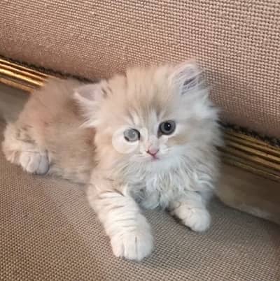 Blue eyes Persian Gold kitten