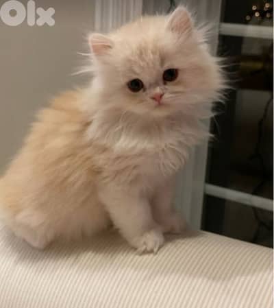 Persian kitten Cat قطط