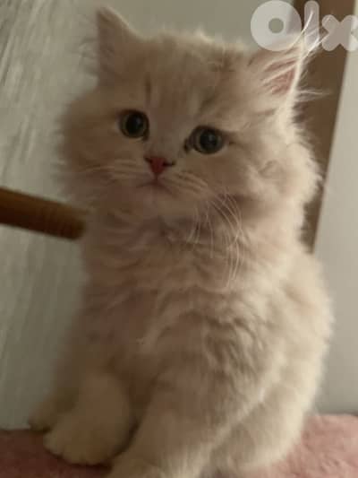 Persian white Kitten Long Hair