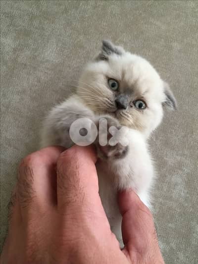 Scottish Fold Blue Eyes Blue point