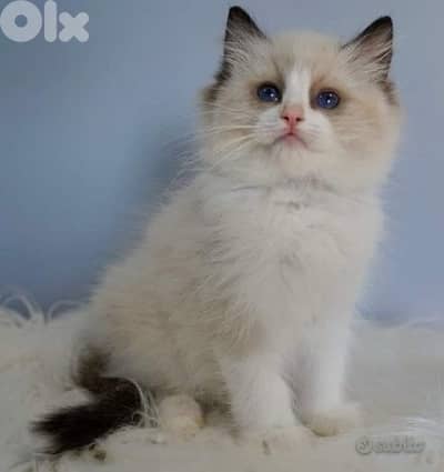 imported ragdoll kitten delivery