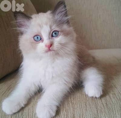 Ragdoll kitten imported BEAUTY