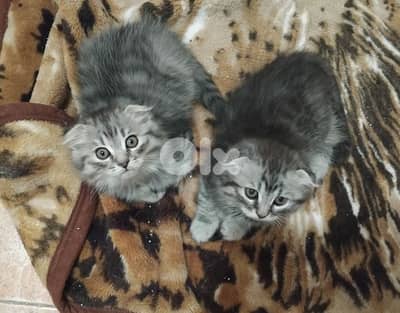 Adorable fluffy kittens for sale