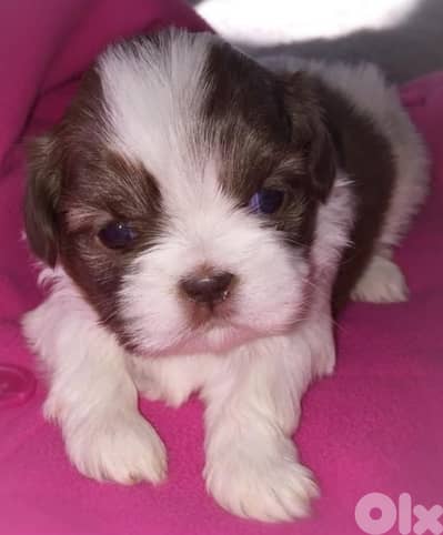 Shih tzu