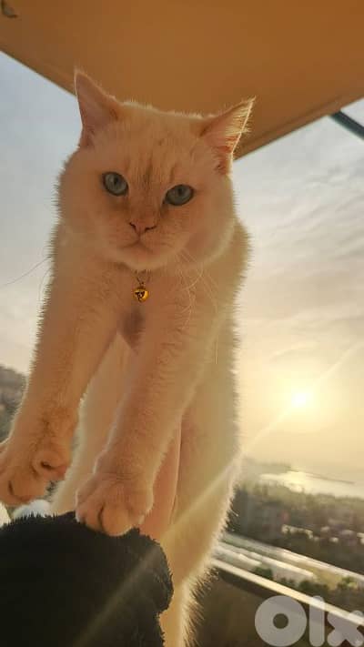 بسين اورنج ايجار للزواج