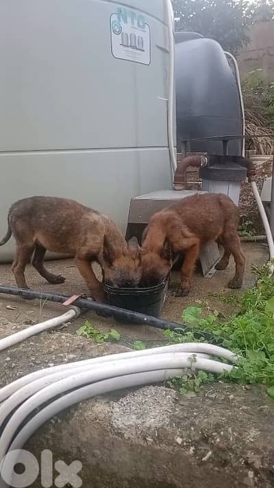 Belgian Malinois Male Puppies