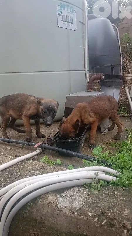 Belgian Malinois Male Puppies 1