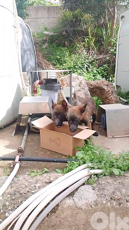 Belgian Malinois Male Puppies 2