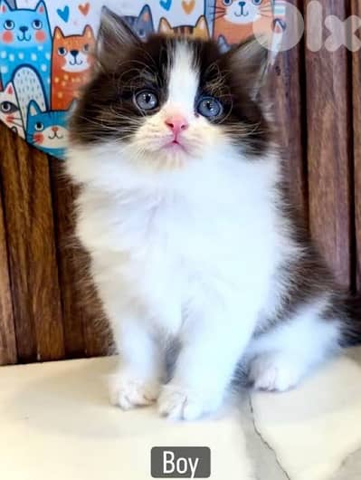 persian kitten