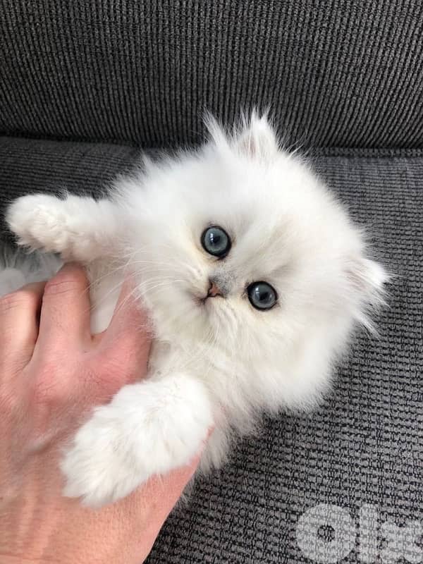 persian kitten 1