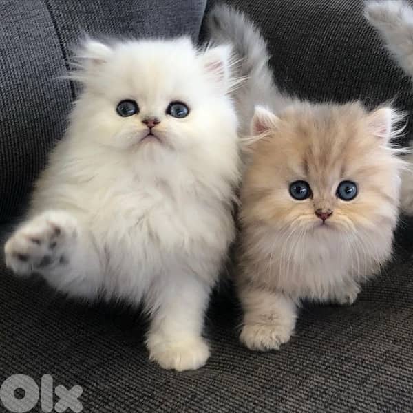 persian kitten 2