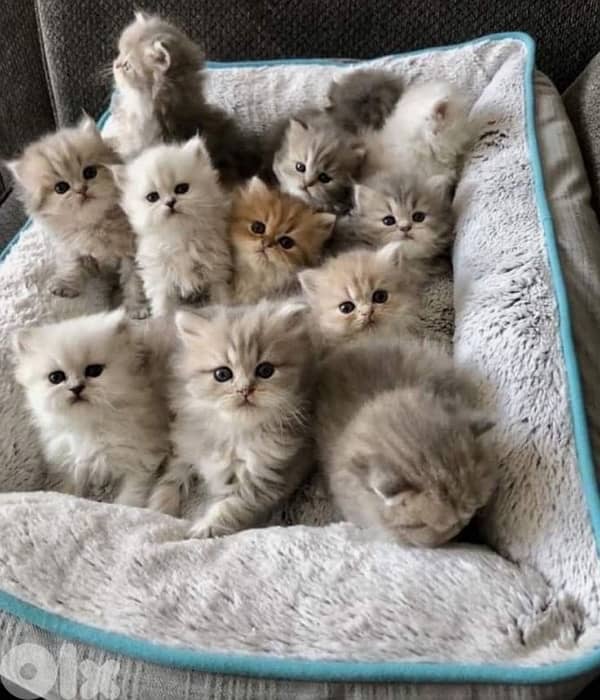 persian kitten 3