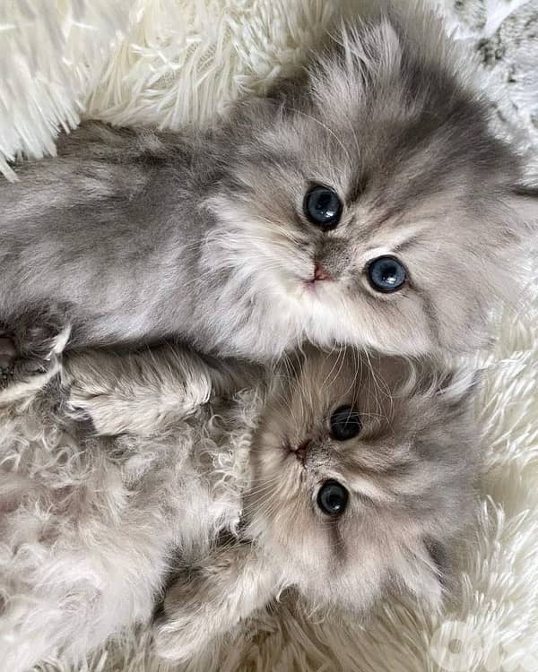 persian kitten 4