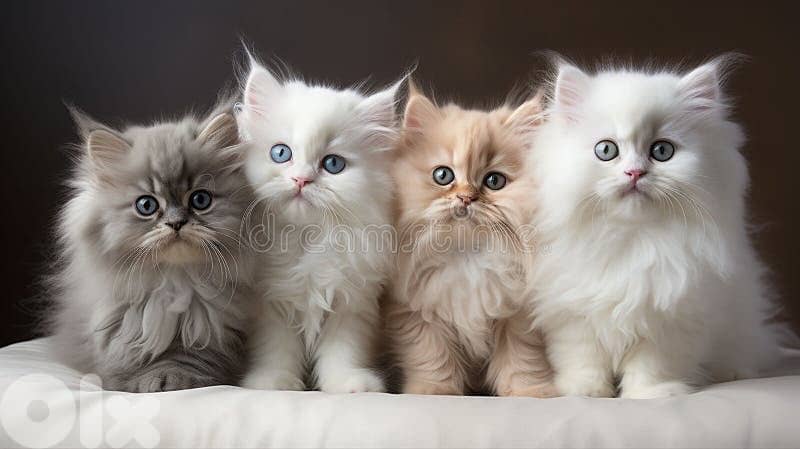 persian kitten 6