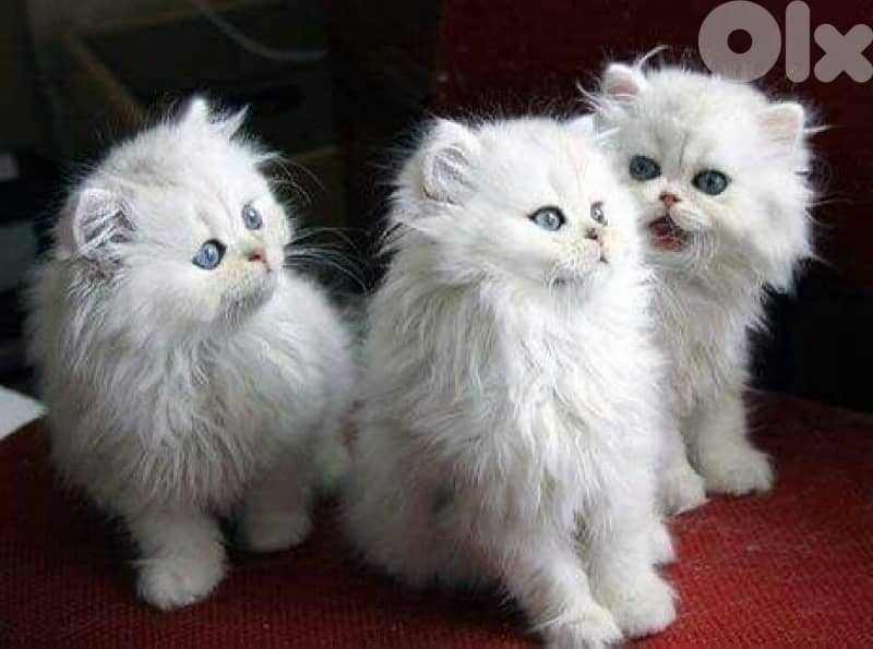 persian kitten 9