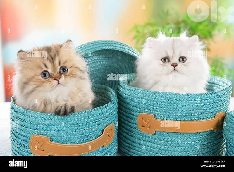 persian kitten 10