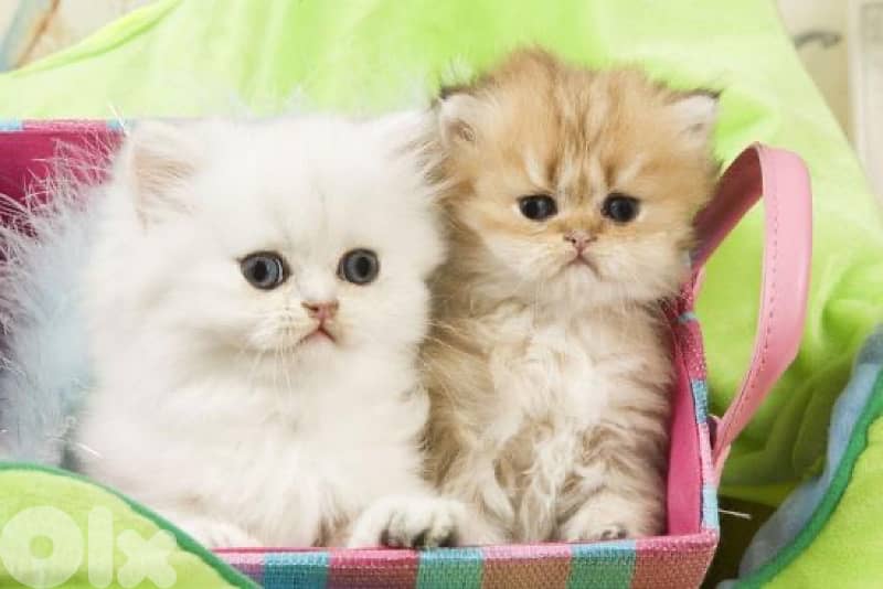 persian kitten 12