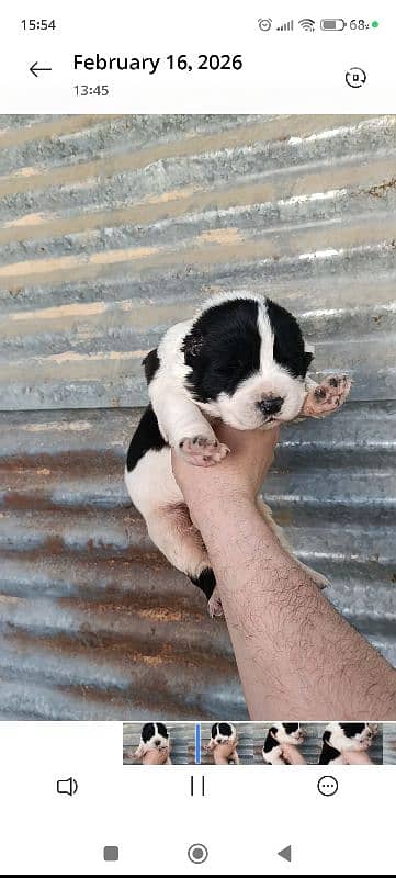 alabai giant breed 1