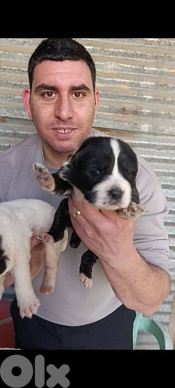 alabai giant breed 2