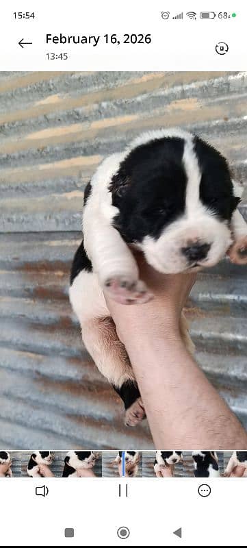 alabai giant breed 4