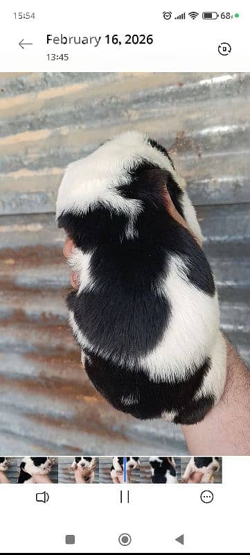 alabai giant breed 5