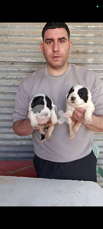 alabai giant breed 6