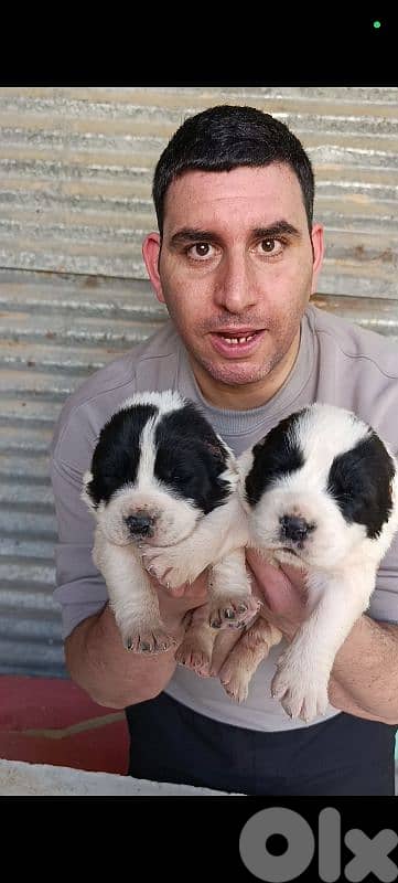 alabai giant breed 7