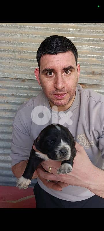 alabai giant breed 8