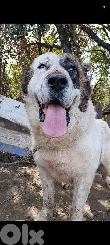 alabai giant breed 9