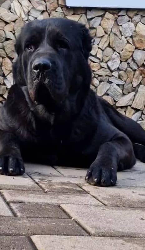 alabai giant breed 10